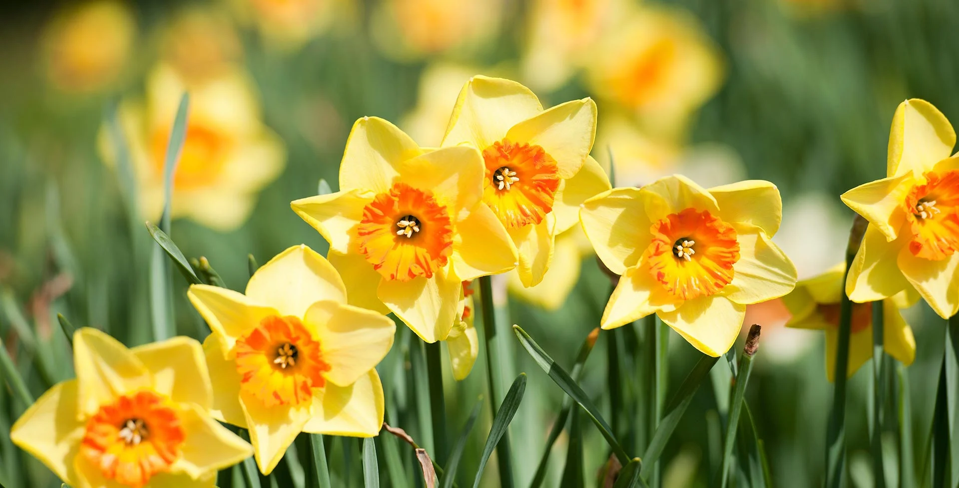 Spring Into Freshness Spring into Freshness - In Depth